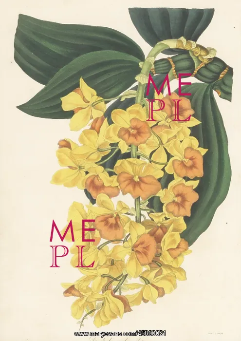 : Dense-flowered dendrobium, Dendrobium densiflorum : Dense-flowered dendrobium, Dendrobium densiflorum
