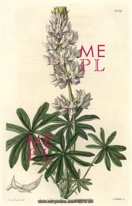 : Dense-flowered lupin, Lupinus densiflorus : Dense-flowered lupin, Lupinus densiflorus