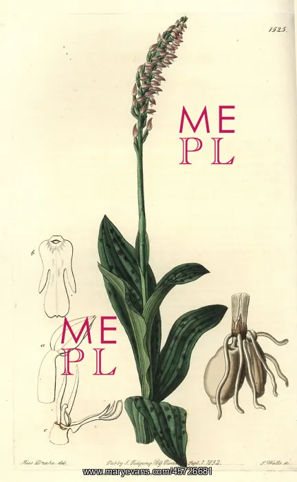 : Dense-flowered orchid, Neotinea maculata : Dense-flowered orchid, Neotinea maculata