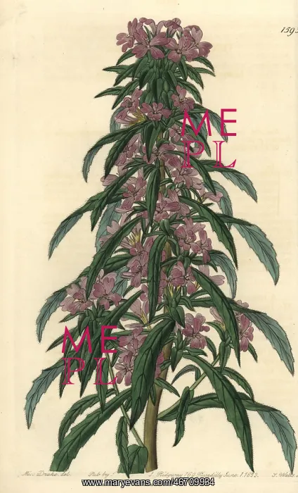 : Denseflower willowherb, Boisduvalia densiflora : Denseflower willowherb, Boisduvalia densiflora