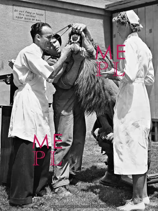 : Dental examination of a lion, 1937 : Dental examination of a lion, 1937