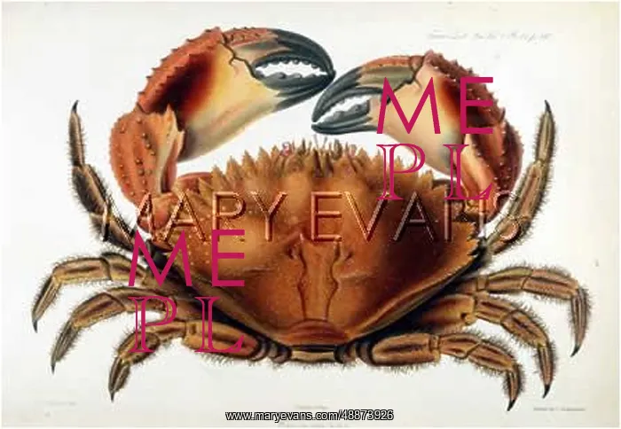  : DENTATUS CRAB 1835