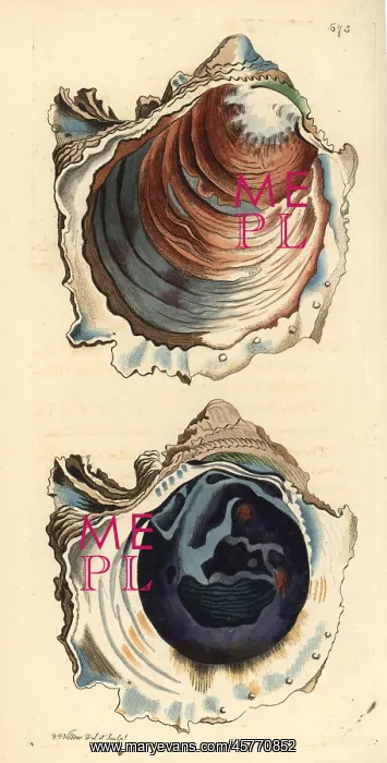 : Denticulate rock oyster, Striostrea denticulata : Denticulate rock oyster, Striostrea denticulata