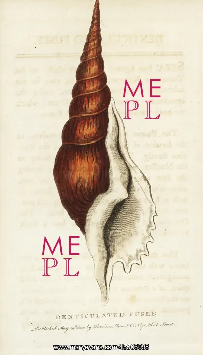 : Denticulated fusee shell, Tibia fusus conch shell : Denticulated fusee shell, Tibia fusus conch shell