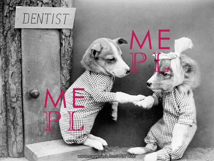  : DENTIST DOG