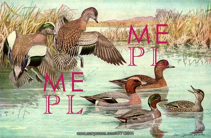  : Departing Ducks