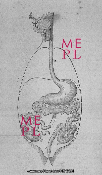 : Depiction of the human digestive system. Engraving : Depiction of the human digestive system. Engraving
