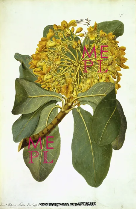 : Deplanchea tetraphylla, golden bouquet tree : Deplanchea tetraphylla, golden bouquet tree