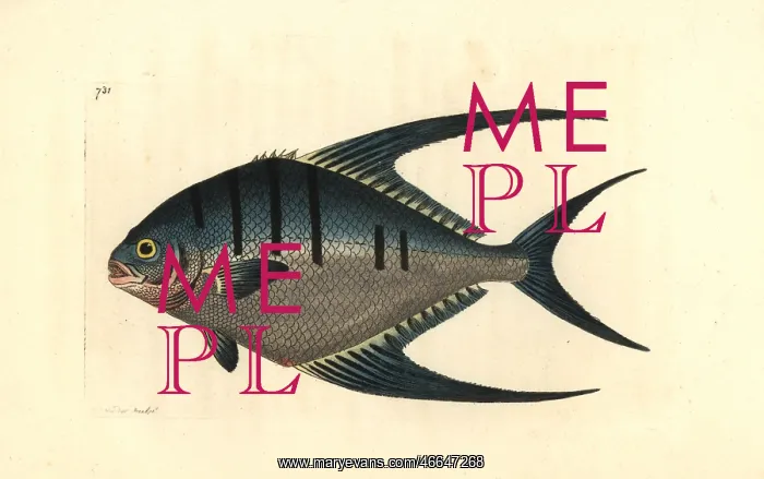 : Derbio or pompano fish, Trachinotus ovatus : Derbio or pompano fish, Trachinotus ovatus