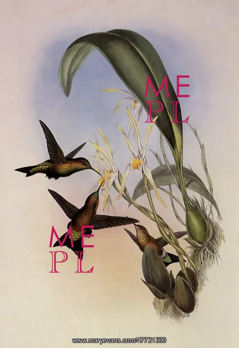 : Derby's Puffleg, Eriocnemis Derbianus : Derby's Puffleg, Eriocnemis Derbianus