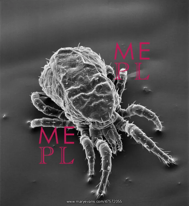 : Dermanyssus gallinae, red or poultry mite : Dermanyssus gallinae, red or poultry mite