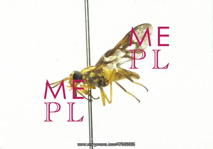 : Dermatobia hominis : Dermatobia hominis