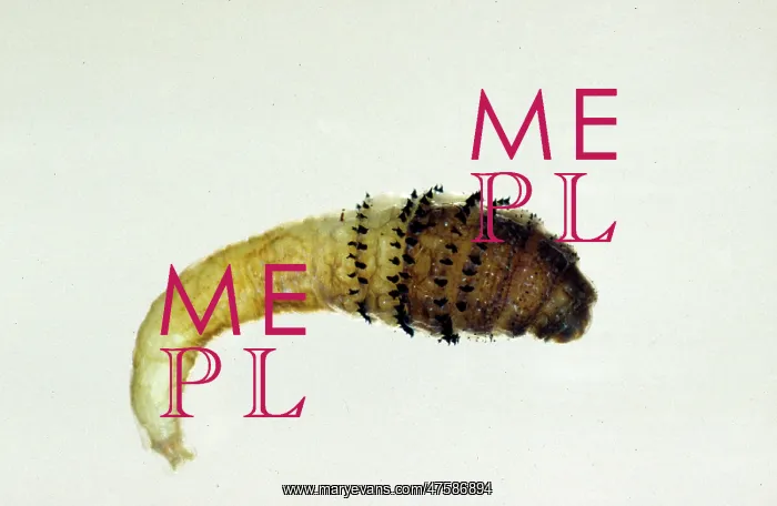 : Dermatobia hominis, botfly larva : Dermatobia hominis, botfly larva