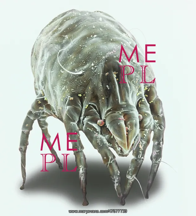 : Dermatophagoides pteronyssius, dust mite : Dermatophagoides pteronyssius, dust mite