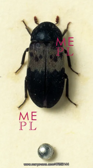 : Dermestes lardarius, larder beetle : Dermestes lardarius, larder beetle
