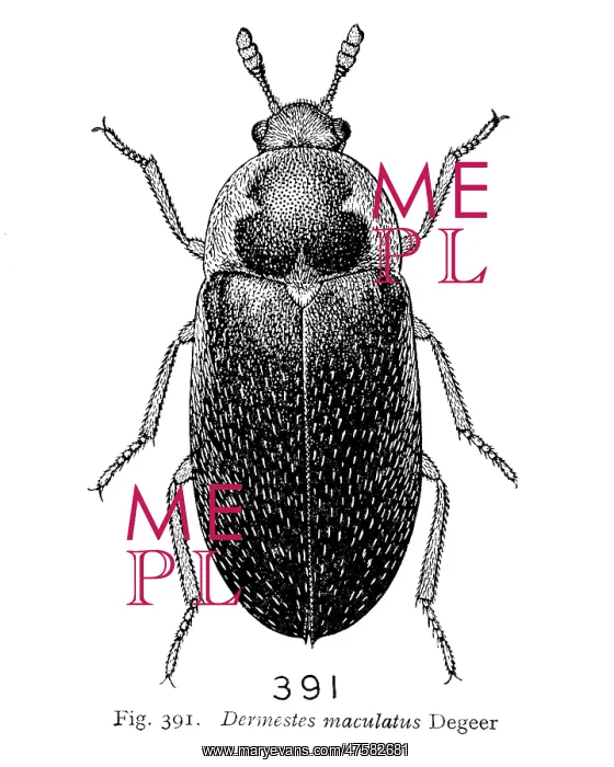 : Dermestes maculatus Degeer, hide beetle : Dermestes maculatus Degeer, hide beetle