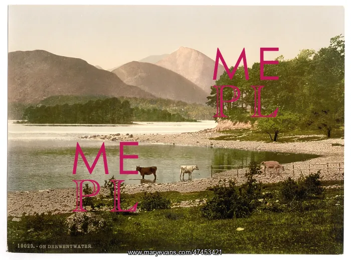 : On Derwentwater, cattle study, Lake District, England : On Derwentwater, cattle study, Lake District, England