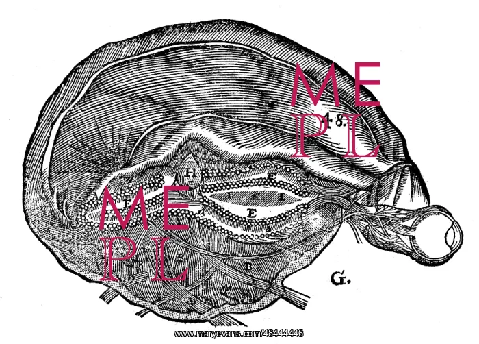 : Descartes diagram of the human brain and eye : Descartes diagram of the human brain and eye