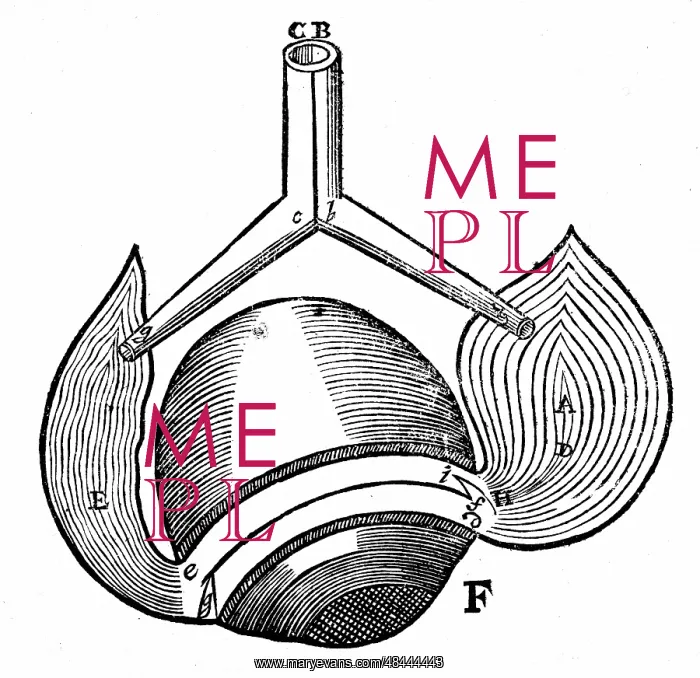 : Descartes model of the antagonistic eye muscles : Descartes model of the antagonistic eye muscles