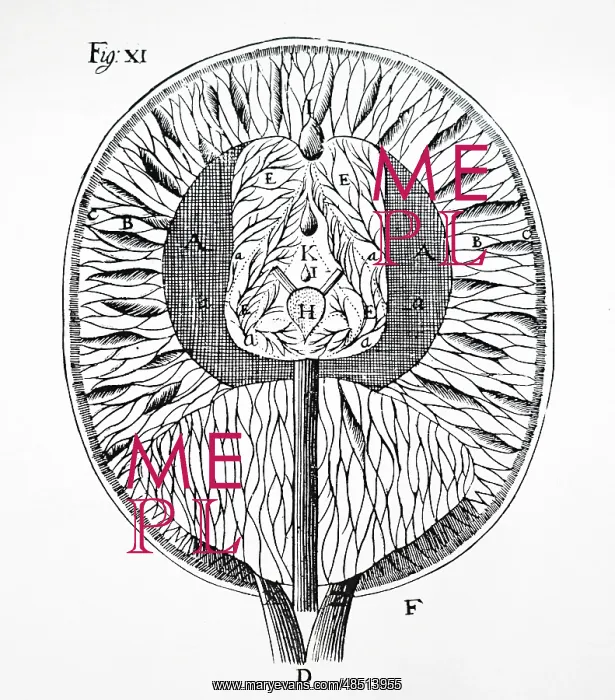  : Descate's drawing of the human brain, 1692