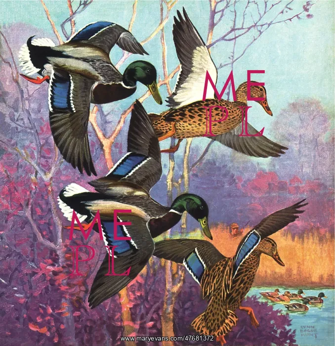 : Descending Ducks : Descending Ducks
