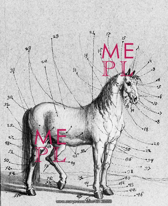 : Description of the outer parts of the horse : Description of the outer parts of the horse