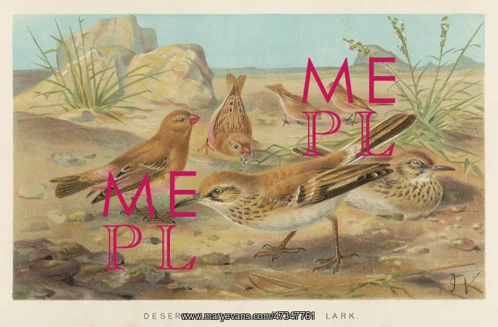 : DESERT FINCH AND LARK : DESERT FINCH AND LARK