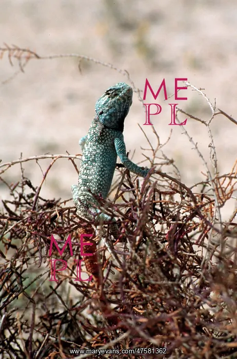 : Desert lizard, Abu Dhabi : Desert lizard, Abu Dhabi
