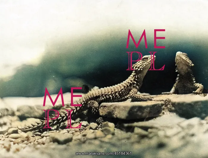 : DESERT LIZARDS