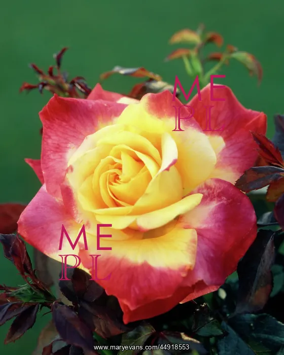 : Desert Peace Rose : Desert Peace Rose