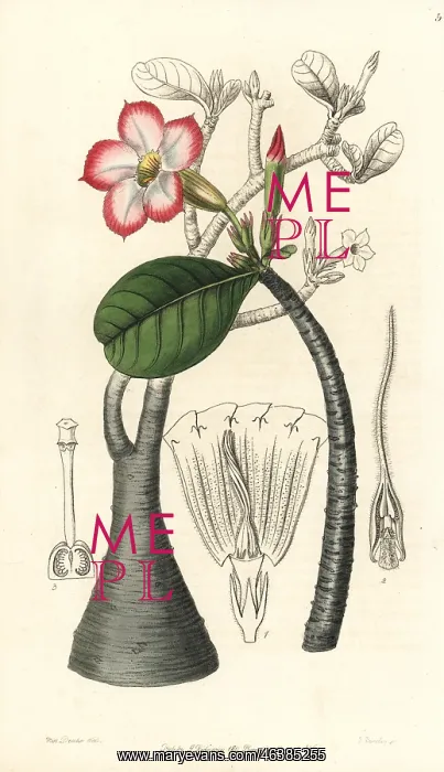 : Desert rose, Adenium obesum : Desert rose, Adenium obesum