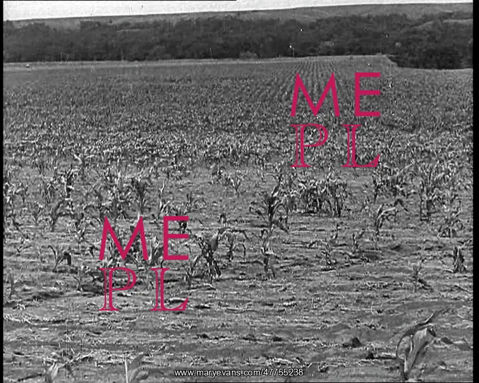 : Deserted Land and Corn Fields Dying Because : Deserted Land and Corn Fields Dying Because
