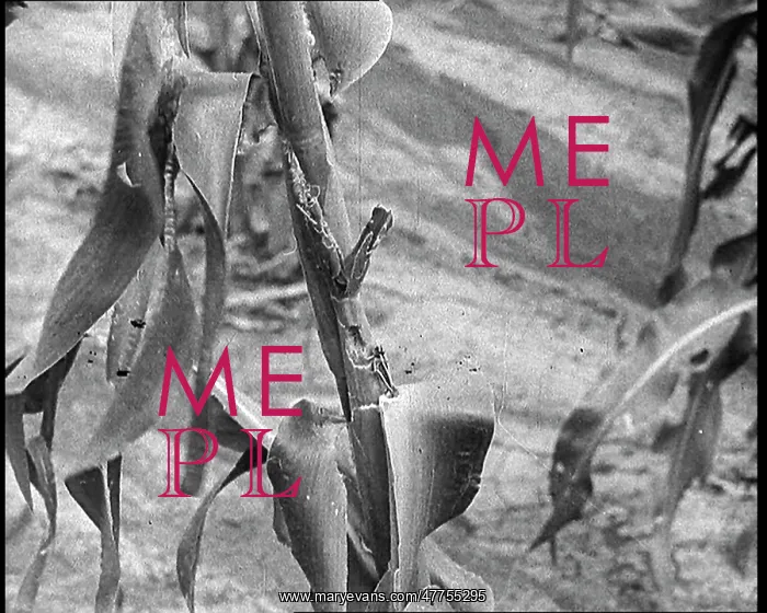  : Deserted Land and Corn Fields Dying Because