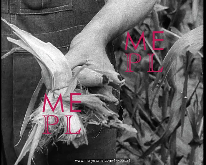 : Deserted Land and Corn Fields Dying Because : Deserted Land and Corn Fields Dying Because