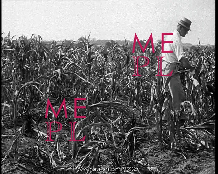 : Deserted Land and Corn Fields Dying Because : Deserted Land and Corn Fields Dying Because