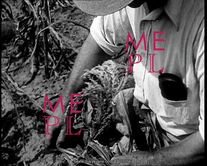 : Deserted Land and Corn Fields Dying Because : Deserted Land and Corn Fields Dying Because
