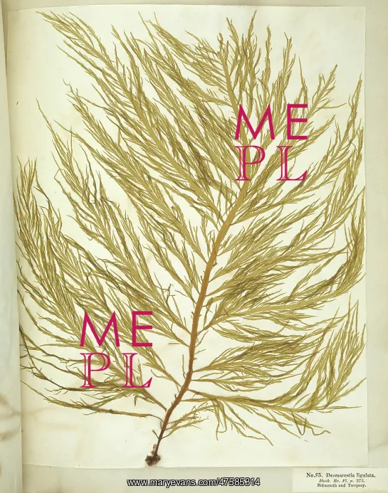 : Desmarestia ligulata, seaweed : Desmarestia ligulata, seaweed
