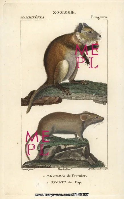 : Desmarest's hutia, Capromys pilorides, and : Desmarest's hutia, Capromys pilorides, and
