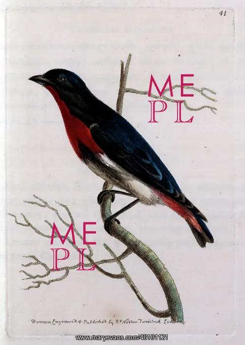 : Desmaretian Manakin perched on a twig : Desmaretian Manakin perched on a twig