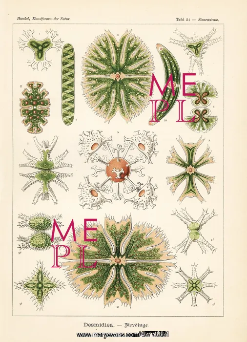 : Desmidiaceae algae species : Desmidiaceae algae species