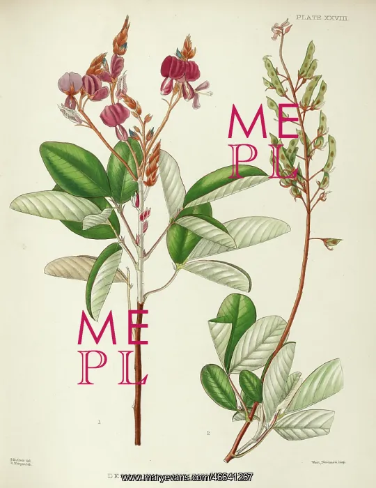 : Desmodium jucundum : Desmodium jucundum