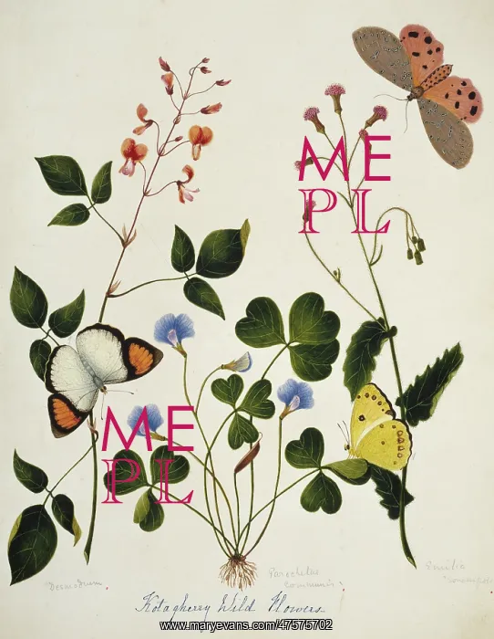 : Desmodium and wild flowers : Desmodium and wild flowers
