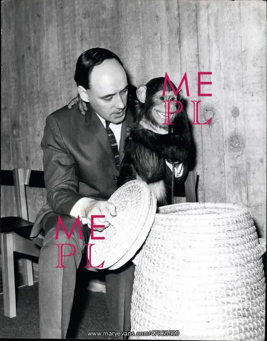: Desmond Morris and chimpanzee, BBC TV programme : Desmond Morris and chimpanzee, BBC TV programme