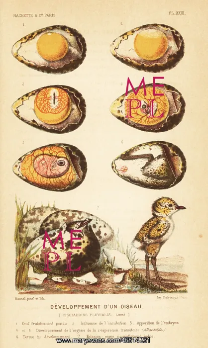 : Development of a bird, European golden plover : Development of a bird, European golden plover