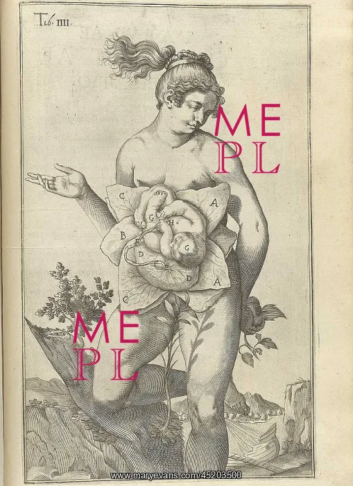 : Development of the fetus. Female figure ? : Development of the fetus. Female figure ?