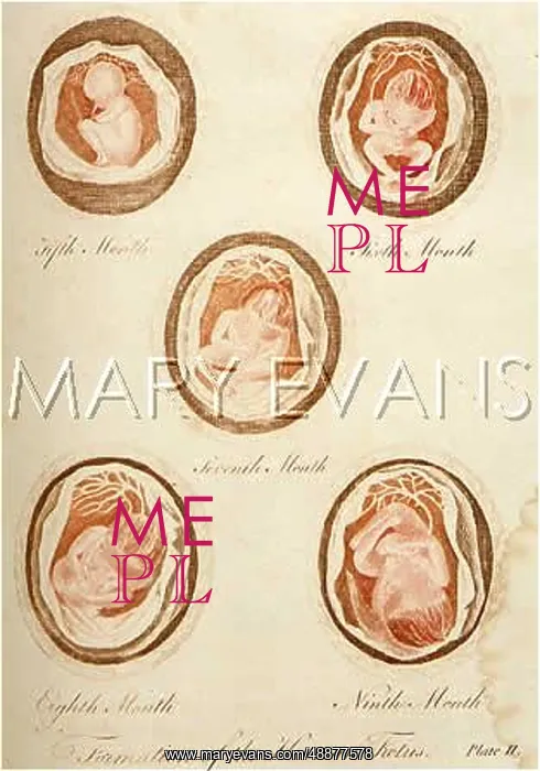 : DEVELOPMENT OF FOETUS : DEVELOPMENT OF FOETUS