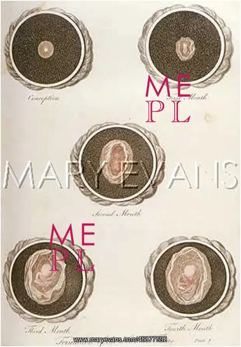 : DEVELOPMENT OF FOETUS : DEVELOPMENT OF FOETUS