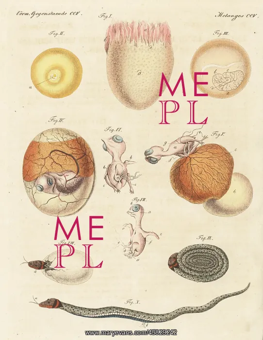 : Development of oviparous birds and animals : Development of oviparous birds and animals