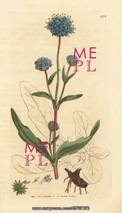 : Devil's bit scabious, Succisa pratensis : Devil's bit scabious, Succisa pratensis