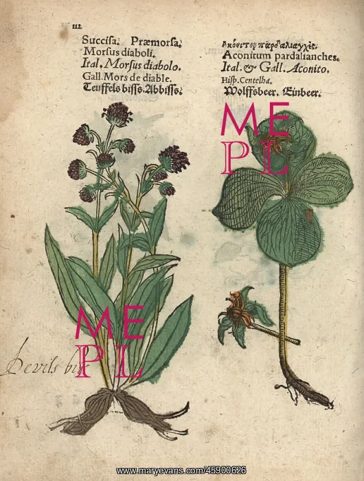 : Devil's bit scabious, Succisa pratensis, and : Devil's bit scabious, Succisa pratensis, and